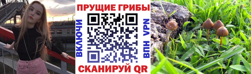 Галлюциногенные грибы GOLDEN TEACHER  Магас 